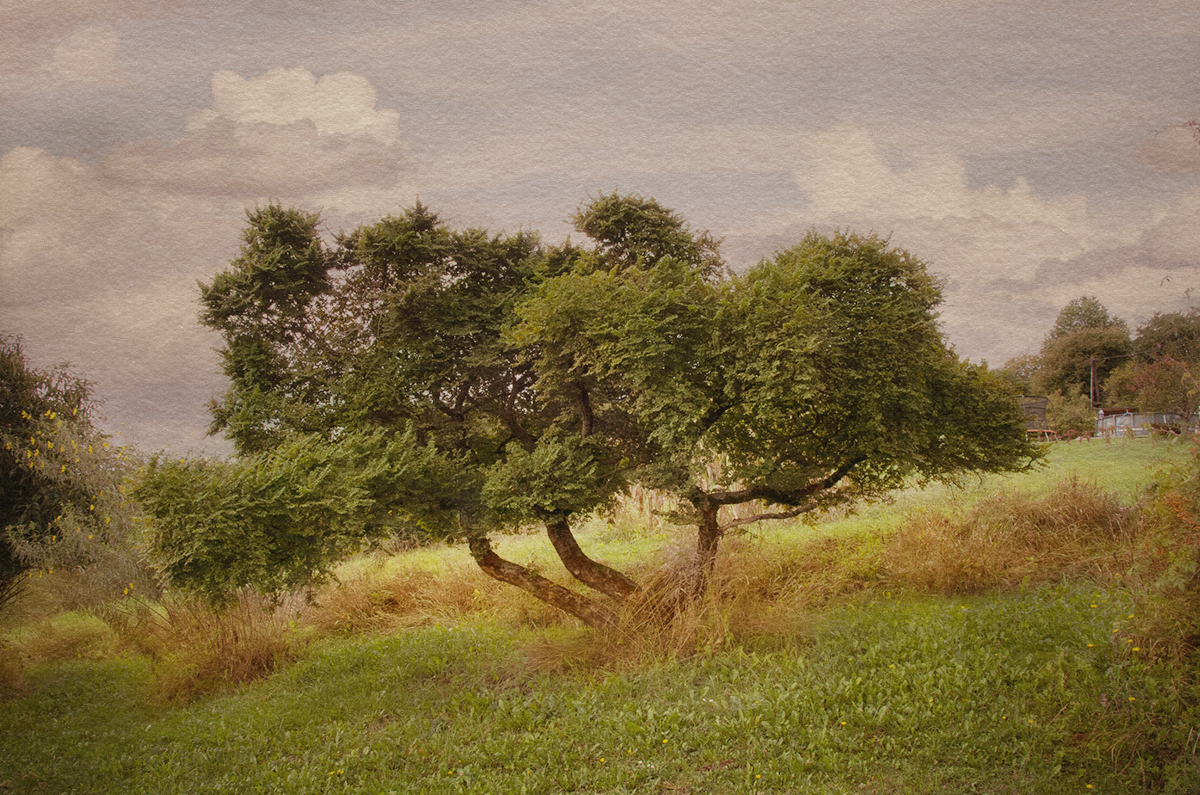 Garden and Trees, Eiche, Qercus